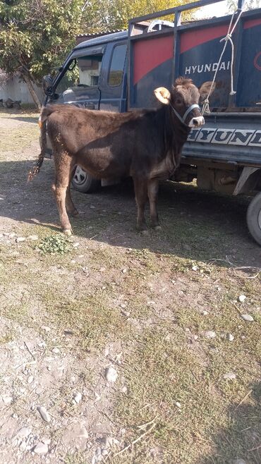 объявления о найденных животных: Продаю | Тёлка | Швицкая | Для разведения | Искусственник