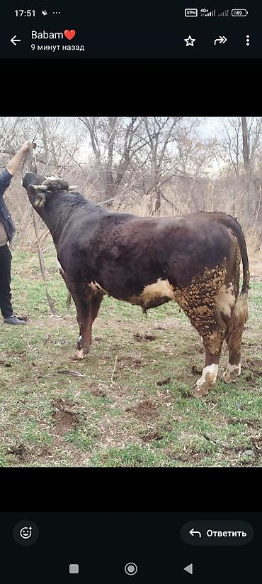 Коровы, быки: Продаю | Бык (самец) | Для разведения | Племенные — 4