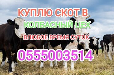 коровы стельные: Куплю | Коровы, быки, Лошади, кони, Другие с/х животные | Круглосуточно, Любое состояние, Забитый