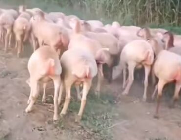 simmental inək satılır: Erkək, il: 1, 25 kq, Ətlik, Ödənişli çatdırılma