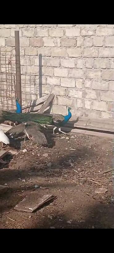 Tovuz quşları: Salam,super saqlam Tavusquşular satilir erkeyde var dişide aylari 7,8 — 8