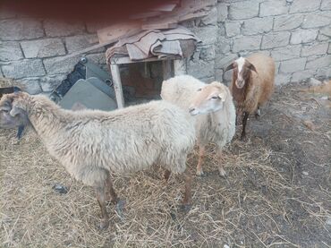 купить сибирского котёнка: Dişi, il: 3, Damazlıq, Ünvandan götürmə