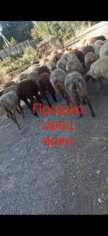 объявления о найденных животных: Продаю | Овца (самка) | Полукровка | На забой | Ярка
