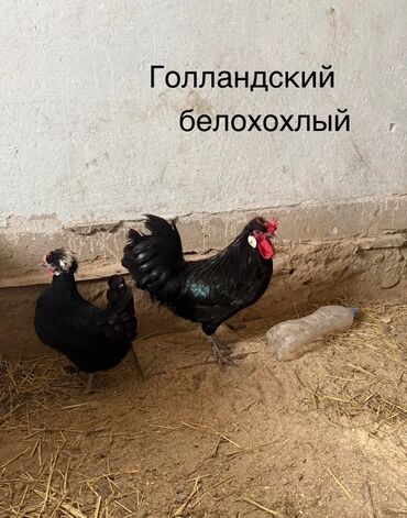 домашняя птица: Цыплята Голандский белохохлые трех месяцные весной занесутся очень