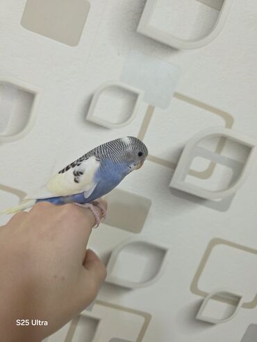 Tutuquşları: Ələ öyrədilmiş dişi bala satılır. Sumqayıt avtovağzalına çatdırılma — 5