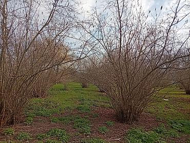 Torpaq sahələrinin satışı: 38 sot, Kənd təsərrüfatı, Mülkiyyətçi, Kupça (Çıxarış) — 13