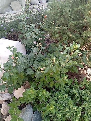 Многолетники для сада - Хризантема садовая. Компактный куст с