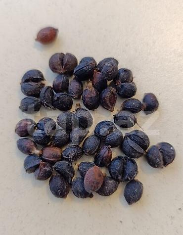 torf satilir: Vaşinqton ( palm) toxumları satılır. bir ədədi 20 qəpik. çox alana — 2