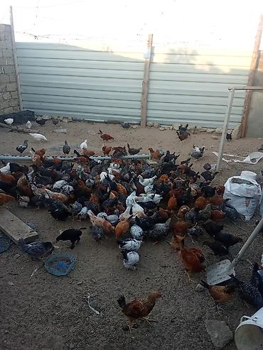 sabuncu toyuq bazari: Salam Alekum Allah hamin Ruzisini bol elesin kende 2ayliq kende — 1