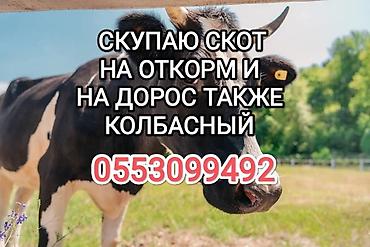 Скупка коров быков лошадей и тёлок а также вынужденный забой скота в