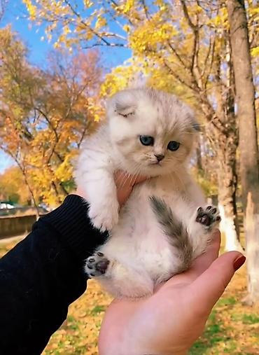 сколько стоят шотландские кошки: Шотландские чистопородные котята. Скоттиш фолд и страйт. Ласковые — 10
