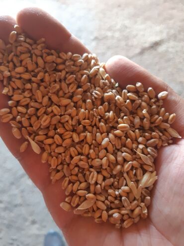 туки сена: Продаю местную пшеницу 100 тонн