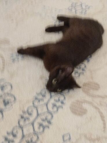 Pişiklər: Yaxşı əllərə — 5