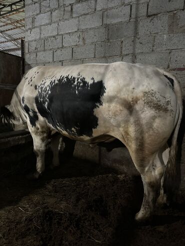 коровы молочный: Продаю | Бык (самец) | Бельгийская | Искусственник