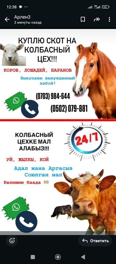 аппарат для дойки коров цена: Предлагается закупка скота для колбасного цеха. Принимаются коровы