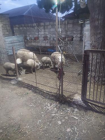 Qoyunlar, qoçlar: Ekiz qoyunlar — 2