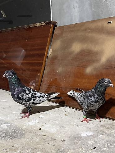 goyerçin: Ebres ekey maya tam saqlam temiz qara ebresder kekili qiymetle baqli — 2
