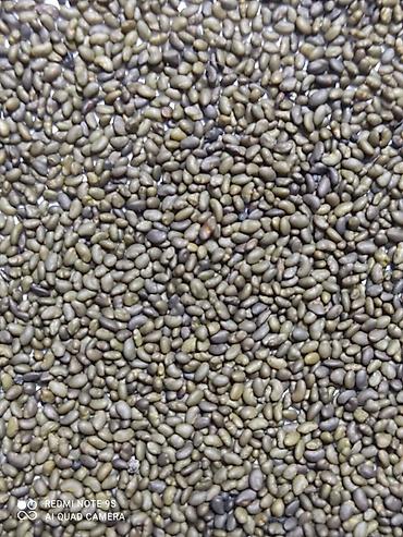 Другие зерновые культуры: Бедэ урук сатылат,Жогорку сорт,тап — 17