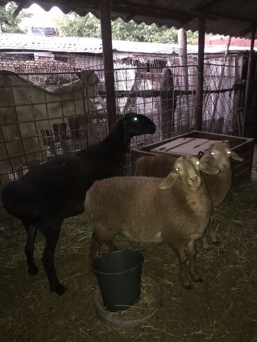 Животные: Продаю | Овца (самка), Ягненок | Арашан