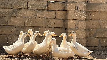 quru corek: Ağ rəngli ördəklər – təsərrüfat və həyət üçün - Cins: Ağ Pekin tipli — 3