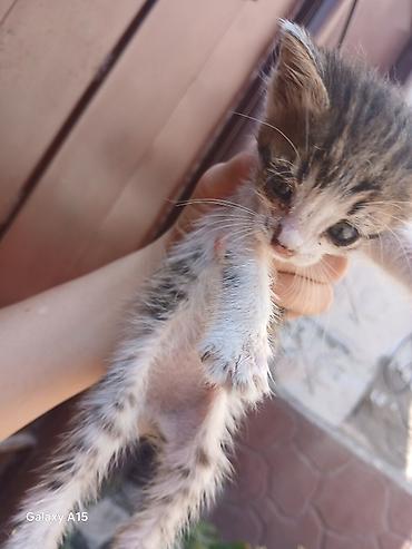 Кошки: Кошка даром: Беспородная, 1 месяц, Девочка, Метис — 4