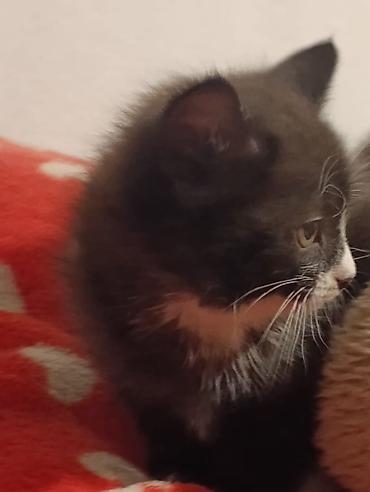 Отдам даром кошку: Котята девочки мальчики 1,5 месяца (серые мальчики, чёрно-белым — 13