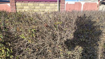 Продажа домов: Дом, 75 м², 4 комнаты, Собственник, Косметический ремонт — 2