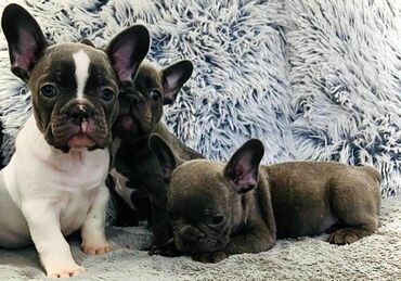 Psi: Štenci francuskog buldoga egzotične plave boje bez tigrine, veseli — 9