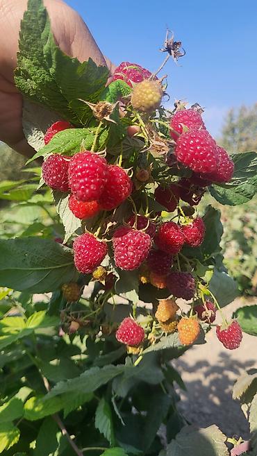 Малина: Саженцы малины. сорт полька - Сильные однолетние побеги с развитой — 6