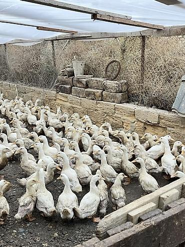 baliq toru: Məhsul: Ördəklər (sürülü satış) Təsvir: - Ağ və açıq-krem rəng — 4