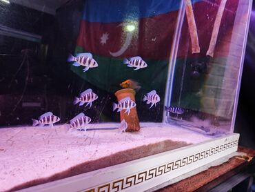 купить аквариум в баку: Yumru akvarium, Balıqlarla birlikdə, 20 l, Ödənişli çatdırılma