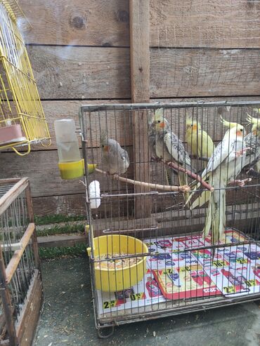 Tutuquşları: Qəfəs quslar — 3