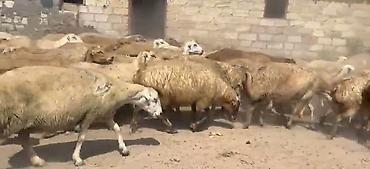 keci surusu: Dişi, il: 1, Damazlıq, Pulsuz çatdırılma — 4