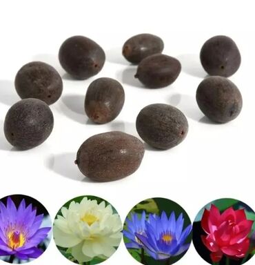 Садовые цветы и кустарники: Семена цветка: Самовывоз, Платная доставка — 11