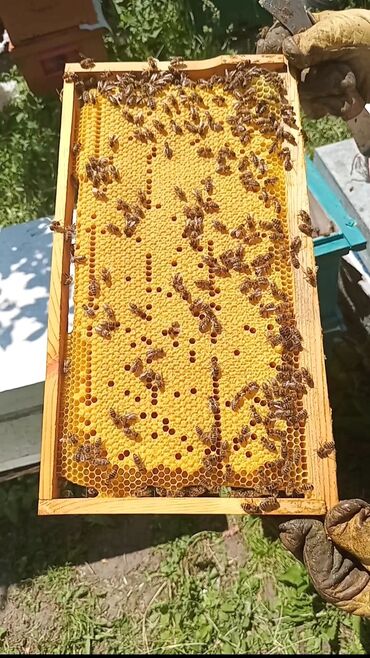 пчёлы пасика: Продаю пчёл карника дадан рут на 4х рамках 3 расплодных 1 кроющая.Цена