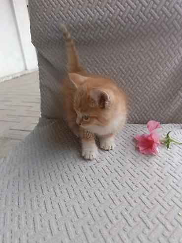 Беспородная, 1 месяц, Мальчик, Рыжий, Приучена к лотку