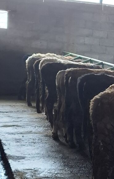 Коровы, быки: Продаю | Бык (самец) | Швицкая | На откорм | Племенные — 7