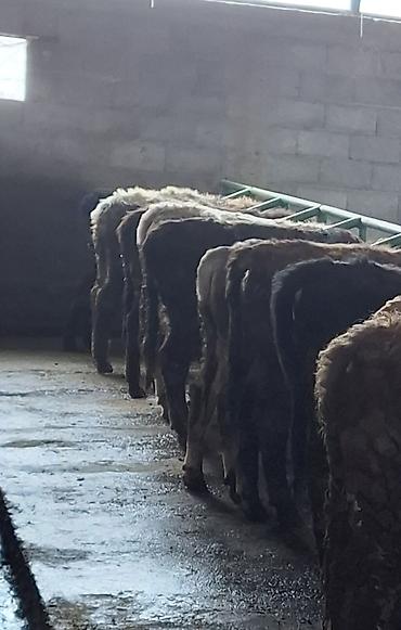 Коровы, быки: Продаю | Бык (самец) | На откорм | Привязанные — 7