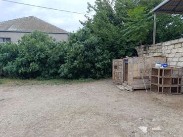 Bağ evlərinin satışı: Bakı, Corat, 260 kv. m, 6 otaqlı, Artezian quyusu, İnternet, Qaz -da lalafo.az — 3 Bağ evlərinin satışı: Bakı, Corat, 260 kv. m, 6 otaqlı, Artezian quyusu, İnternet, Qaz — 3