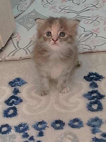 кошки сиамская: Котята, домашние, ручные Описание: - Очаровательные малыши с голубыми — 2