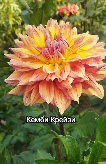 синеножки грибы: Георгины — сортовые делёнки/клубни Представлены проверенные — 5