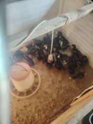 мейн кун купить в баку: Qara Avstrolop cuceler satilir 3 azn23 günlükdür lalafo.az -da мейн кун купить в баку: Qara Avstrolop cuceler satilir 3 azn23 günlükdür