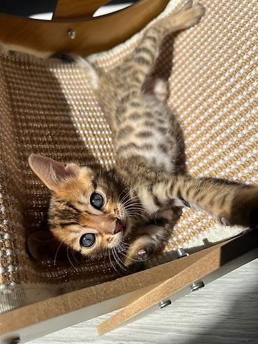 животные кот: Бенгальская, 1 месяц, Девочка, Приучена к лотку — 6