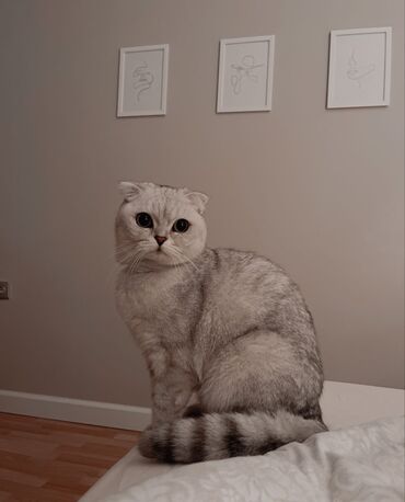 русская голубая кошка: Продается чистокровная кошка Скоттиш Фолд, 2 годика,вакцинированная