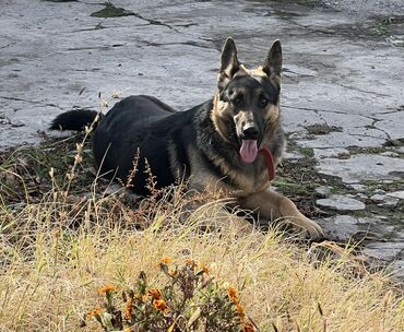 акустические системы ugreen колонка в виде собак: Немецкая овчарка, 7 месяцев, Самка, С прививкой