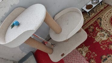 Yuvalar: Bir pisiye aid olan butun esyalar satilir yemek qabi qum qabi boyuk — 9