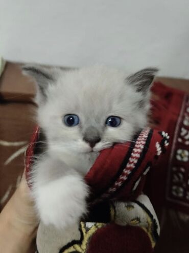 потеряли кошку: Кошка даром: Беспородная, 2 месяца, Мальчик, Приучена к лотку