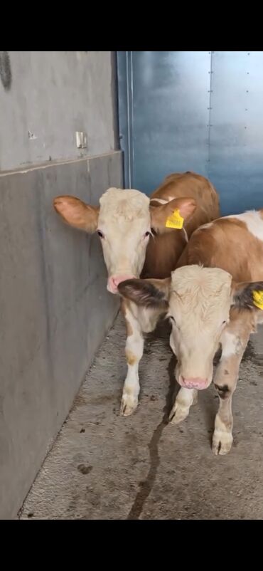 Dana, buzov: Məhsul: Simental cinsli buzovlar Təsvir: - Rəng: açıq-qəhvəyi/ağ — 1