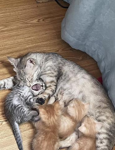 Находка и пропажа кошек: Пропала : Беспородная, Девочка — 4