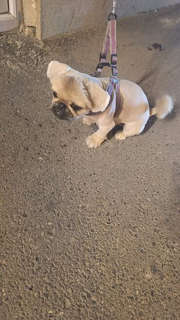 Gəmiricilər: Pekines